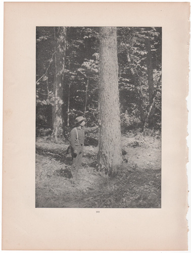[logger leaning against tree]